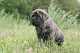 MASTIFF 003